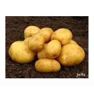 Tubercul de semințe de cartofi "Corinna" 50 buc