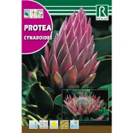 Tufă de zahăr Cynaroides (Protea cynaroides) 6 g Rocalba