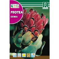 Proteea Eximia (Protea eximia) 6 g Rocalba