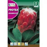   Tufă de zahăr Grandiceps (Protea grandiceps) 6 bucăți Rocalba