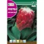 Tufă de zahăr Grandiceps (Protea grandiceps) 6 bucăți Rocalba