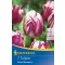 Bulb de lalea Triumph Rems Sensation 7 buc Kiepenkerl