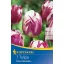 Bulb de lalea Triumph Rems Sensation 7 buc Kiepenkerl