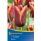 Bulbi de floare Lalea Triumph Muvota 7 buc Kiepenkerl