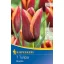 Bulbi de floare Lalea Triumph Muvota 7 buc Kiepenkerl