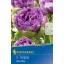 Bulbi de lalea Blue Wow 5 buc Kiepenkerl