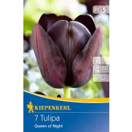Bulb de floare lalea Queen of Night 7 buc Kiepenkerl