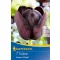 Bulb de floare lalea Queen of Night 7 buc Kiepenkerl