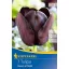 Bulb de floare lalea Queen of Night 7 buc Kiepenkerl