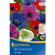   Bulbi de anemonă (Anemone) amestec de culori De Caen 20 buc Kiepenkerl