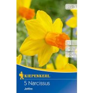 Bulb de flori narcis botanic Jetfire 5 bucăți, Kiepenkerl
