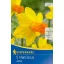 Bulb de flori narcis botanic Jetfire 5 bucăți, Kiepenkerl