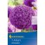 Bulb de floare ceapă ornamentală Ambassador 1 buc Kiepenkerl