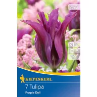 Bulbi de lalea "Purple Doll" 7 buc Kiepenkerl