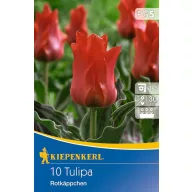 Bulbi de lalea Rotkappchen 10 buc. Kiepenkerl