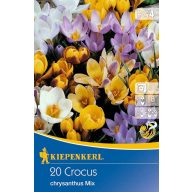   Bulbi de crocus botanic, mix de culori, 20 bucăți, Kiepenkerl