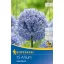 Bulb ornamental (Allium careuleum) 15 buc Kiepenkerl