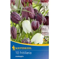Bulbi de flori Lalea pătrățată 12 buc Kiepenkerl