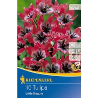 Bulbi de lalea Little Beauty 10 buc Kiepenkerl