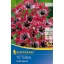 Bulbi de lalea Little Beauty 10 buc Kiepenkerl
