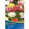 Bulbi de lalea cu flori duble Murillo Mix 10 buc. Kiepenkerl