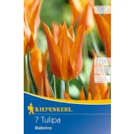 Bulb de floare lalea Ballerina 7 buc Kiepenkerl