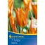 Bulb de floare lalea Ballerina 7 buc Kiepenkerl
