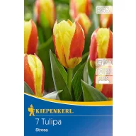 Bulb de flori Lalea Stresa 7 buc. Kiepenkerl