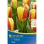 Bulb de flori Lalea Stresa 7 buc. Kiepenkerl