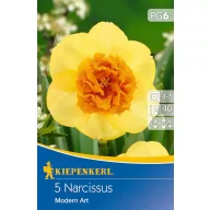 Bulbi de floare Narcis Modern Art 5 buc. Kiepenkerl