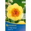 Bulbi de floare Narcis Modern Art 5 buc. Kiepenkerl