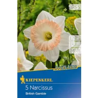 Bulbi de floare Narcis British Gamble 5 bucăți Kiepenkerl
