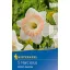 Bulbi de floare Narcis British Gamble 5 bucăți Kiepenkerl