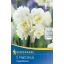 Bulbi de floare Narcis Cheerfulness 5 buc Kiepenkerl