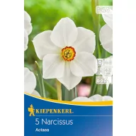 Bulbi de flori Narcis Actaea 5 buc Kiepenkerl