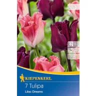 Bulbi de lalea mix de culori Lilac Dreams 7 buc Kiepenkerl