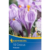   Bulb de floare Crocus cu flori mari Pickwick 12 buc Kiepenkerl