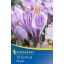 Bulb de floare Crocus cu flori mari Pickwick 12 buc Kiepenkerl