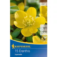   Bulbi florali Téltemető (Eranthis hyemalis) 12 buc. Kiepenkerl