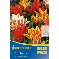 Bulbi de lalea Pachet Mega Balkonzauber 17 buc Kiepenkerl