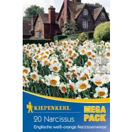  Bulbi de flori Narcis Mega Pack englezesc alb‑portocaliu câmp de narcise 20 buc Kiepenkerl