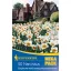 Bulbi de flori Narcis Mega Pack englezesc alb‑portocaliu câmp de narcise 20 buc Kiepenkerl