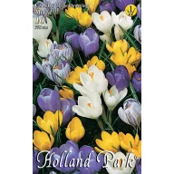   Bulbi de crocus Large Flowering amestec de culori 10 buc Rédei Kertimag