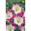 Bulb liliom asiatic roz-alb 1 buc Rédei Kertimag