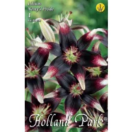   Bulb de floare liliom Netty's Pride 1 buc Rédei Kertimag
