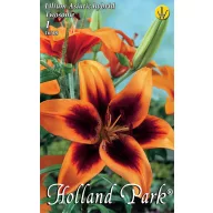 Bulb de floare liliu Twosme 1 buc Rédei Kertimag
