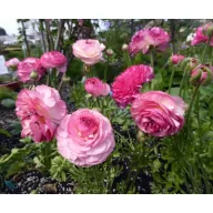 Bulbi de ranunculus Picotee Pink 10 buc Rédei Kertimag