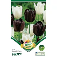 Bulbi de lalea Duo Black&White 10 buc Rédei Kertimag