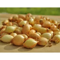 Dughagyma Senshyu Galben 14-19 mm 250 g VM