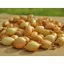 Dughagyma Senshyu Galben 14-19 mm 250 g VM